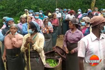 ඇහැට කදුලක් එන කතාවක් වතු කම්කරුවන්ට රජයෙන් ලැබෙන්න යන විශේෂ දේ මේන්න