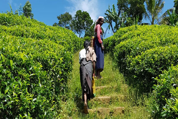 மலையக தமிழர்களின் நிலைக்கு திட்டமிட்ட இன அழிப்பே காரணம்! அருட்தந்தை மா.சத்திவேல் | Planned Ethnic Cleansing Is The Reason Satthivel