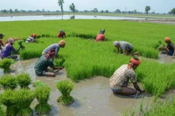 நாடு முழுவதும்..ஆதார் போலவே விவசாயிகளுக்கும் அடையாள அட்டை - புதிய திட்டம் அமல்!