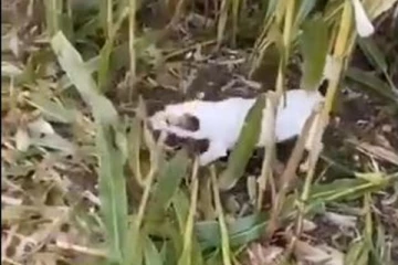 விவசாயிகளுக்கு டப் கொடுக்கும் நாய் குட்டி! வேக வேகமாக அறுவடை செய்து அசத்தும் அதிசயம்