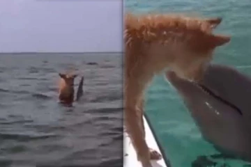 நடுக்கடலில் தத்தளித்த நாயை கரைசேர்த்த டால்பின்! பிரியும் போது நடந்த பாசப்போராட்டம்