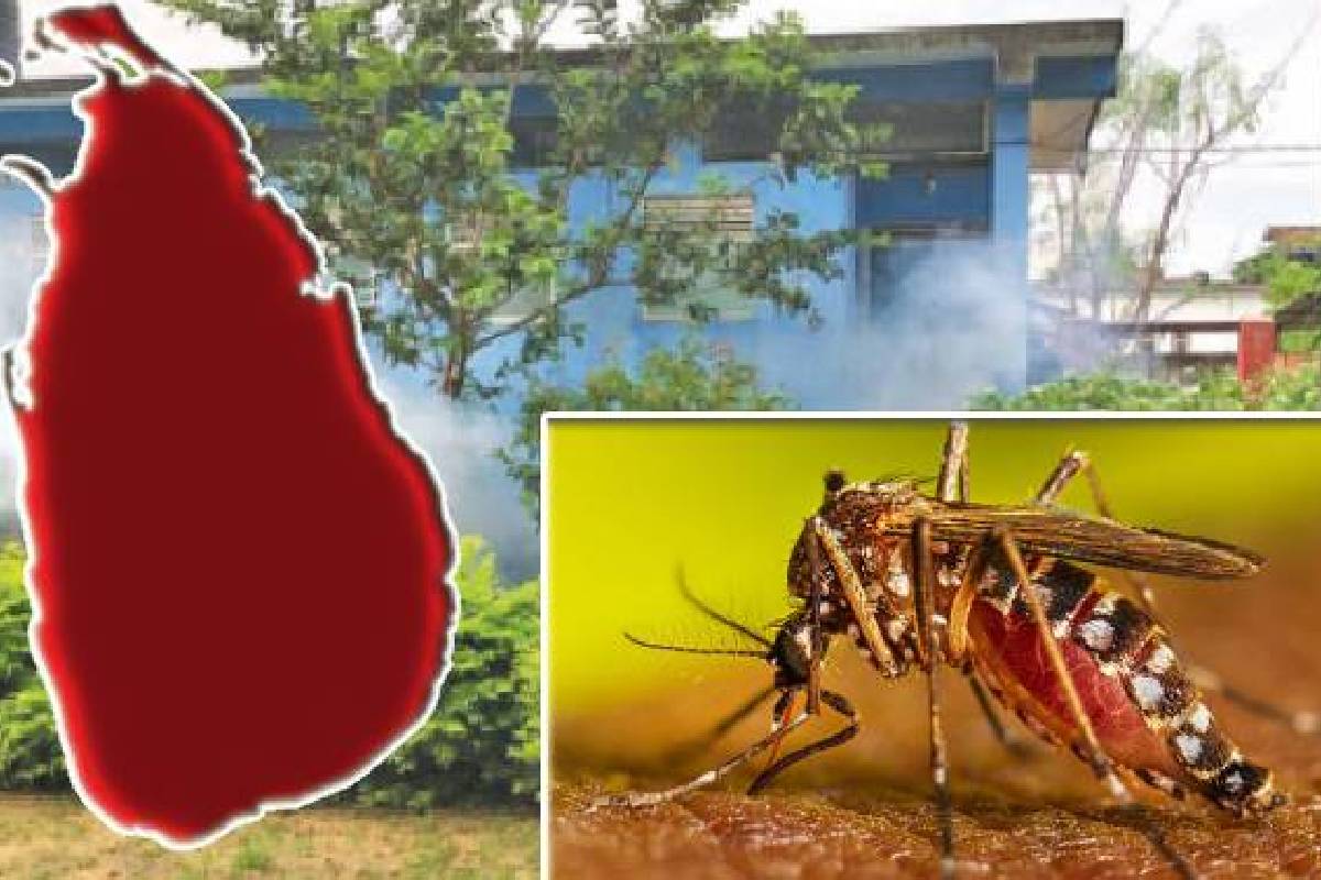 டெங்கு நோய் தீவிரமடைந்துள்ள பின்னணி! அடையாளப்படுத்தப்பட்டுள்ள அதிஅபாய வலயங்கள் | Dengu Fever Warrning Srilanka People டெங்கு நோய் தீவிரமடைந்துள்ள பின்னணி! அடையாளப்படுத்தப்பட்டுள்ள அதிஅபாய வலயங்கள் | Dengu Fever Warrning Srilanka People
