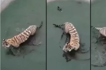 என்னை உன்னால் பிடிக்க முடியாது ..புலிக்கு டிமிக்கி கொடுக்கும் வாத்து வைரலாகும் வீடியோ