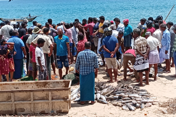 அம்பாறையில் பிடிபடும் சூரை மீன்கள்... விண்ணை தொட்ட கடற்றொழிலாளர்களின் வருமானம்! | Tuna Fish Caught In Ampara