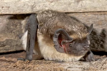 சுவிட்சர்லாந்தில் வாழும் வௌவால்களின் உடலில் 39 வகை வைரஸ்கள்... பகீர் தகவல்