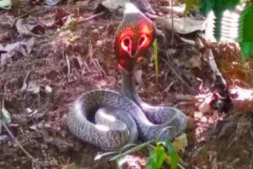 நிஜத்தில் பலி வாங்க வந்த பெண் நாகினி...  7 முறை பலி தீர்த்தும் உயிர்பிழைத்த அதிசயம்!