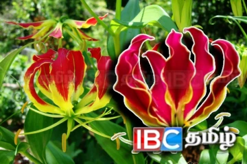 கார்த்திகை பூக்களை பயன்படுத்தி புதிய உற்பத்திகள்