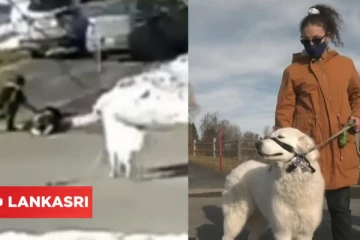 சாலை ஓரத்தில் திடீரென்று சுருண்டு விழுந்த கனேடிய பெண்: வளர்ப்பு நாயின் நெகிழ்ச்சி செயல்