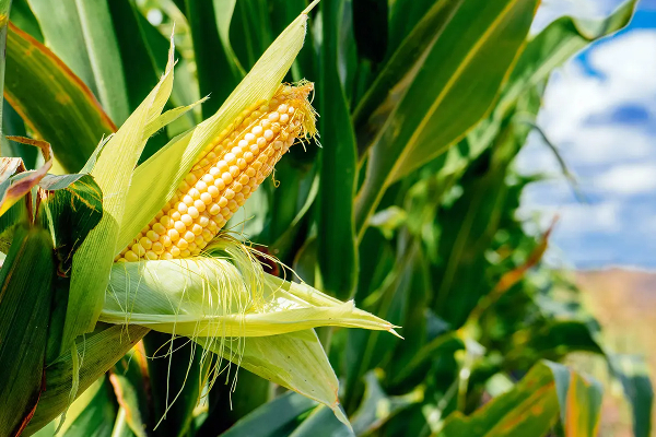 அதிரடியாக குறைக்கப்பட்டுள்ள இறக்குமதி வரி | Drastically Reduced Import Duty Maize