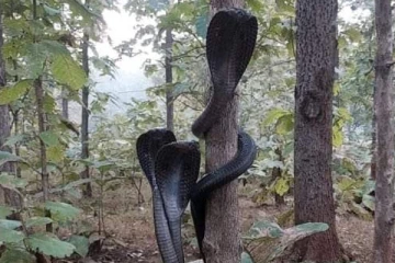 படமெடுத்த போது சிலையான மூன்று கரு நாகங்கள்! நொடியில் நடந்த அதிசயம்... மிரள வைத்த புகைப்படம்