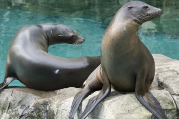 கடலுக்குள் பெண்ணை கவ்வியிழுத்த கடல் சிங்கம் - அதிர வைக்கும் வீடியோ