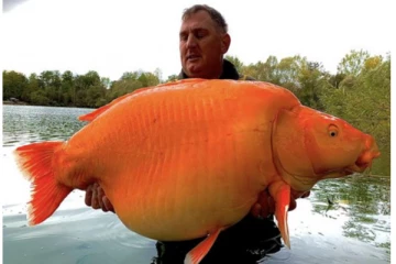 அம்மாடியோவ்... உலகின் மிகப்பெரிய Gold Fish! வைரலாகும் புகைப்படங்கள்