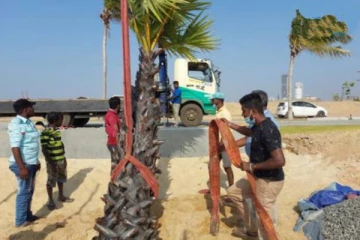 கொழும்பில் ஈழத்து பனை மரங்கள்! அரிய புகைப்படங்கள்