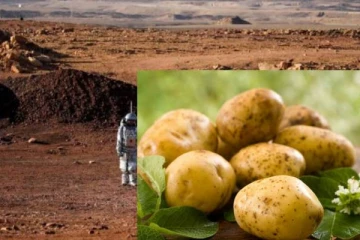 செவ்வாய் கிரகத்தில் வீடு கட்ட பயன்படும் உருளைக்கிழங்கு! விஞ்ஞானிகள் தகவல்