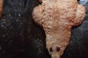 රුපියල් 23,200කට වෙන්දේසී වූ කිඹුල් රුවින් ආ අපූරු කිඹුලා බනිස් ගෙඩිය.