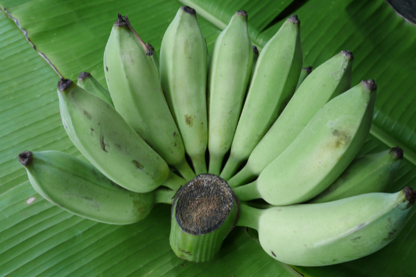 வாழைக்காய் சாப்பிடுவதால் உடலுக்கு பிரச்சனை ஏற்படுமா? இவர்கள் கவனம் | Does Eating Raw Banana Cause Health Problems வாழைக்காய் சாப்பிடுவதால் உடலுக்கு பிரச்சனை ஏற்படுமா? இவர்கள் கவனம் | Does Eating Raw Banana Cause Health Problems