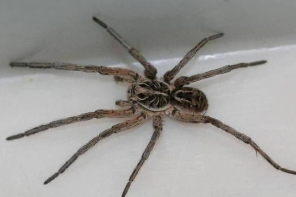 ரோபோவாக மாற போகும் இறந்த சிலந்திகள்! மிரள வைத்த தொழிநுட்பம் - வியக்க வைத்த ஆராச்சிகள் | Us Scientists Turn Dead Spiders Into Robots