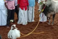 ஜல்லிக்கட்டுப் போட்டிக்கு காளையுடன் வந்த 2 வயது சிறுமி!