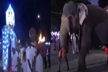 3 வாரங்களின் பின் உரிமையாளரிடம் ஒப்படைக்கப்பட்டுள்ள சீதா!