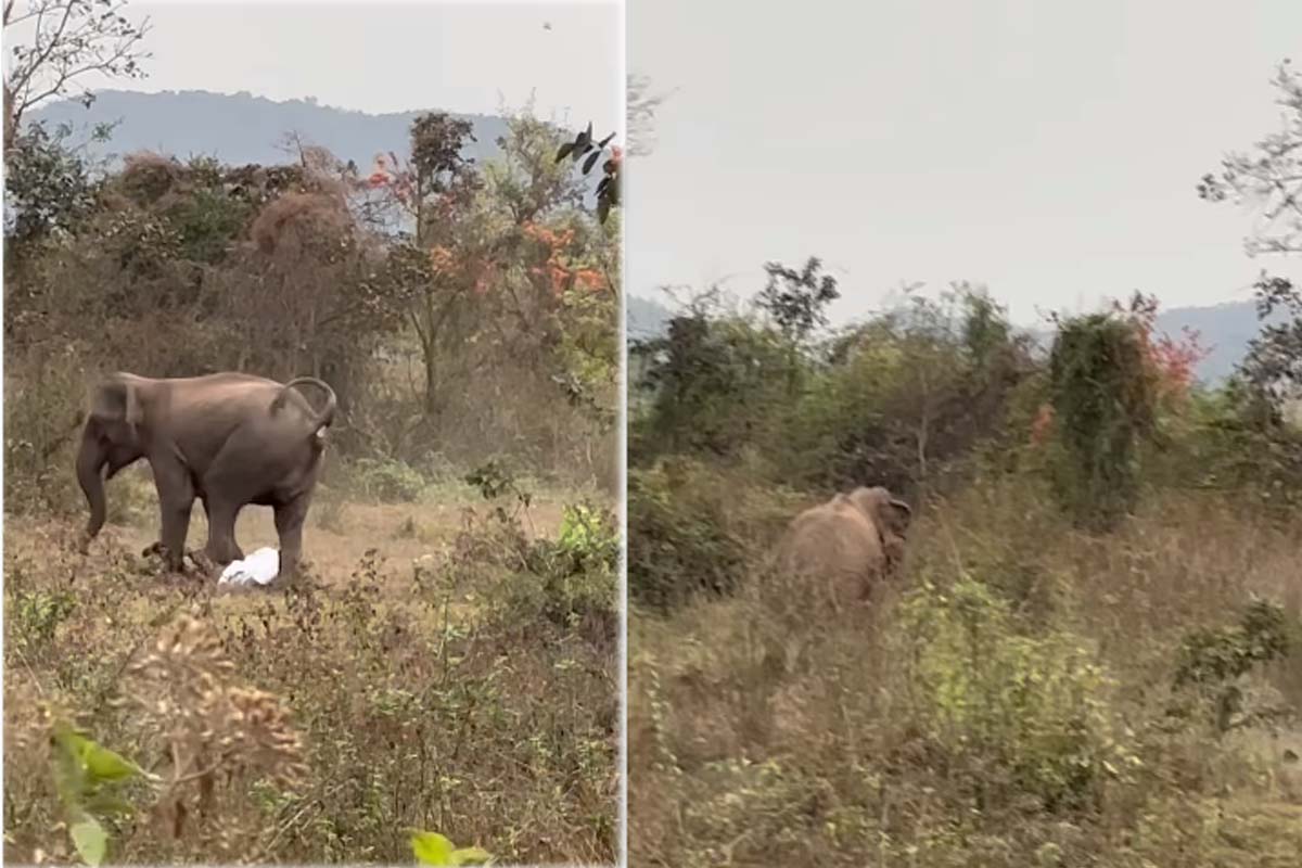 Viral Video: ஆக்ரோஷமாக நபரை புரட்டிய எடுத்த யானை! நூலிழையில் உயிர்தப்பிய காட்சி | Viral Video Of Elephant Attacking Human In Forest