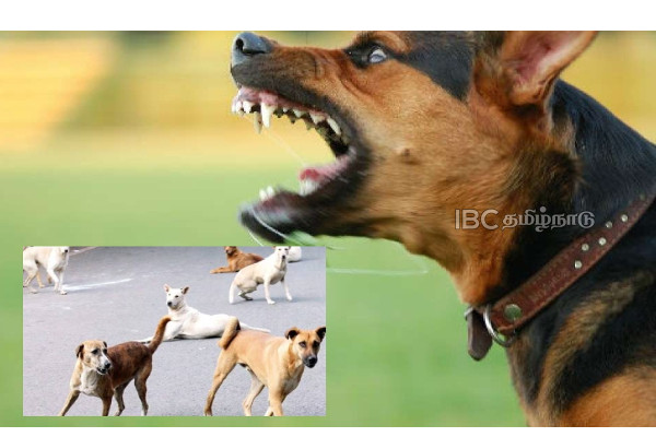 another-dog-attack-hyderabad-4-yr-old-baby