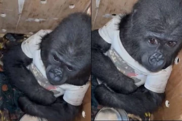 இஸ்தான்புல் விமான நிலையத்தில் கடத்தி வரப்பட்ட கொரில்லா குட்டி மீட்பு