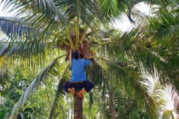 இலங்கையில் இப்படியும் சம்பவம்; தேங்காய் திருடியவர் மீது துப்பாகிச்சூடு