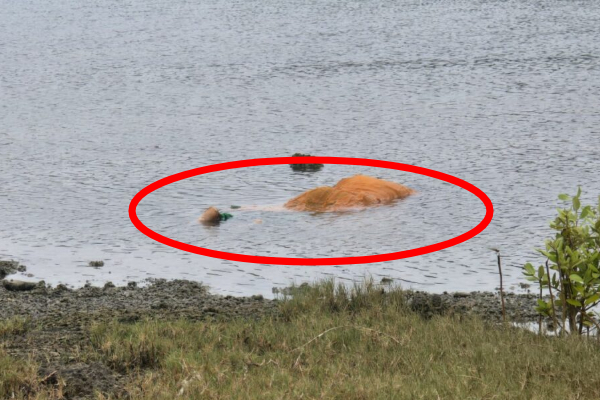 தொண்டைமானாறு கடலில் மீட்கப்பட்ட சடலம்; மேலதிக தகவல் | Women Body Recovered Thondaimanaru Information