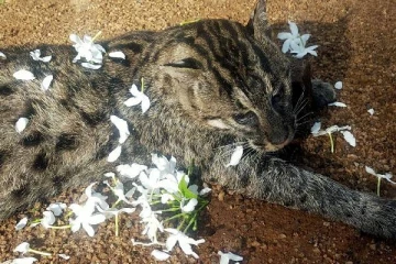 அரிய வகை புலி இறந்த நிலையில் மீட்பு