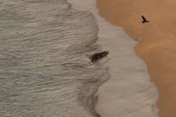 பிணம் தின்னும் முதலை! துறைமுக நகர கடற்கரை பகுதி மக்களுக்கு எச்சரிக்கை (Photos)