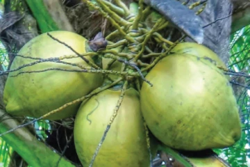 කුරුම්බා අලෙවිය පසුපස CIDය