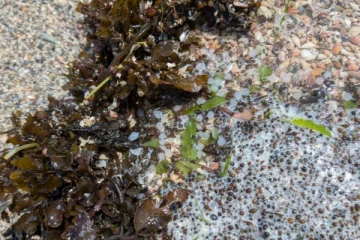 யாழில் கடற்கரைகளில் குவியும் பிளாஸ்டிக் துகள்கள்!