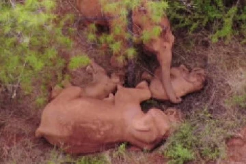 தன் குட்டிக்கு கொசு கடிக்கக்கூடாது என குச்சியால் விசிறிவிடும் தாய் யானை!