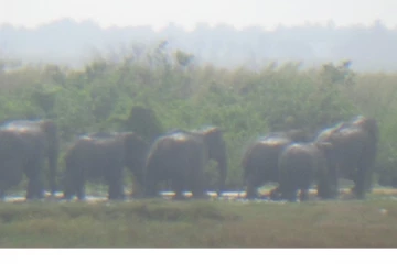 மட்டக்களப்பில் படையெடுத்துள்ள காட்டுயானைக் கூட்டம்: விவசாயிகள் கவலை