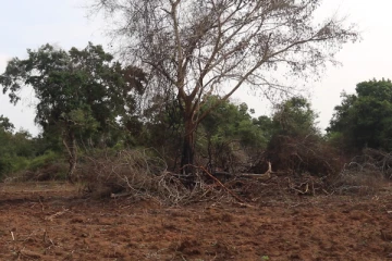 தொடர்ச்சியாக சட்டவிரோதமாக வெளிமாவட்டத்தவர்களால் துப்பரவு செய்யப்படும் அரசகாடுகள்(Video)