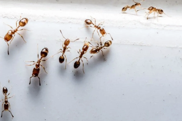 பல்லிகளை வீட்டில் இருந்து அடியோடு விரட்டும் எளிய வழிமுறைகள் இதோ | How To Keep Lizards Away From Your House பல்லிகளை வீட்டில் இருந்து அடியோடு விரட்டும் எளிய வழிமுறைகள் இதோ | How To Keep Lizards Away From Your House