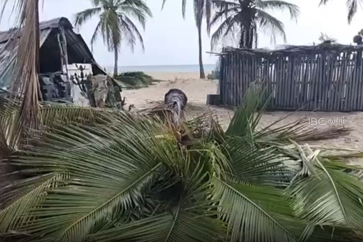 யாழ். வடமராட்சி கிழக்கில் யானைகள் அட்டகாசம் : சந்தேகம் வெளியிட்டுள்ள மக்கள் | Elephants Rampage In Jaffna Vadamaratchi East