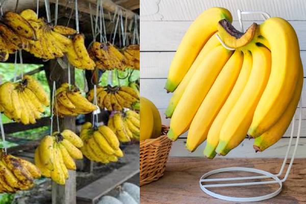 வாழைப்பழத்தை நீண்ட நாள் கெடாமல் பாதுகாக்கணுமா? இதோ எளிய வழிகள்! | How To Keep Bananas Fresh For Longer