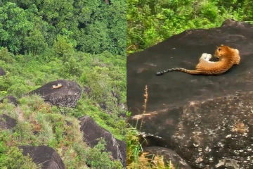 සිංහරාජයට ආ අමුත්තා.. බලන්නකෝ එයාගේ ලස්සන (PHOTOS)