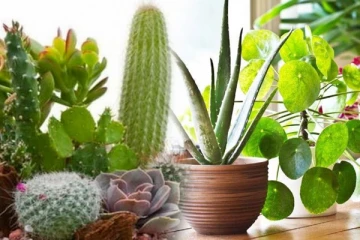 உங்கள் வீட்டில் இந்த செடிகள் இருக்கா? அப்படி இருந்தால் இனி வளர்க்காதீர்கள்! ஜோதிடம் கூறும் அறிவுரை