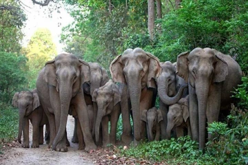 காட்டு யானைகளின் அச்சுறுத்தலுக்கு உள்ளான 240 பாடசாலைகள்! அதிர்ச்சி தகவல்