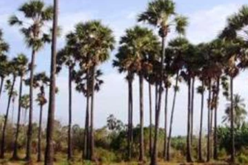 නිදහසට යාපනයේ අධි ආරක්ෂිත අක්කර 80ක් නිදහස්..