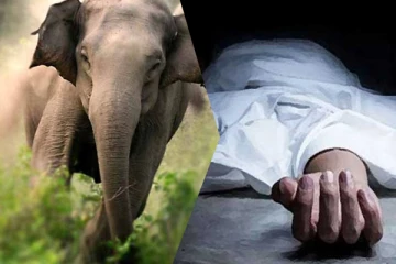 காட்டு யானை தாக்கி குடும்பஸ்தர் மரணம்