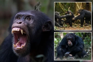 புத்திசாலிக் குரங்கு என பெயர் பெற்ற குரங்கிடம் சிக்கிய பச்சிளம் குழந்தைக்கு நேர்ந்த பயங்கரம்