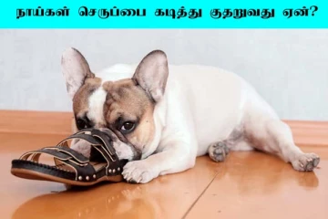 நாய்கள் உங்களது செருப்பை கடித்து குதறுவதற்கு காரணம் என்ன? சுவாரசியமான தகவல்