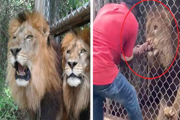 கூண்டுக்குள் கைவிட்ட நபரின் விரலை ஆக்ரோஷமாக கடித்து துப்பிய சிங்கம் : பதைபதைக்க வைக்கும் வீடியோ உள்ளே! - தமிழ்நாடு