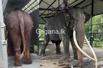 "මුතුරාජා" හස්තියා ලංකාව අතහැර ගුවනින් යන්නම යයි.(PHOTOS)