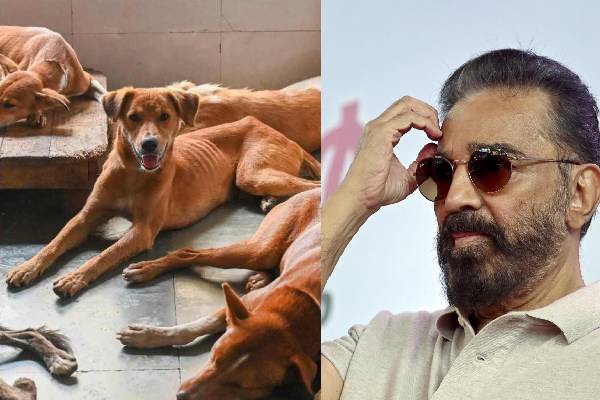 தெருநாய்கள் பிரச்சினைகளுக்கு தீர்வு இதுதான் - கமல்ஹாசன் பளீச்! | Kamal Haasans About Solving Stray Dog Issue