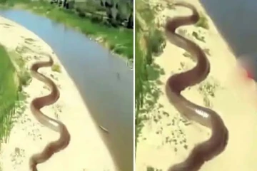 ராட்சத பாம்பின் நடுநடுங்க வைக்கும் காட்சி: ஆற்றங்கரையில் இப்படியொரு நித்திரையா?