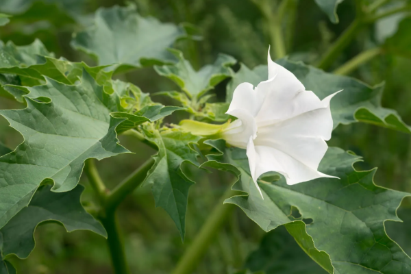 நினைவை அழிக்க கூடிய செடிகளை வளர்த்த எப்ஸ்டீன் - இந்து புராணத்திலும் உள்ள மலர் | Epstein Used Trumpet Plants To Hallucinate Victims